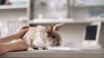 Have You Heard of Rabbit Hemorrhagic Disease?