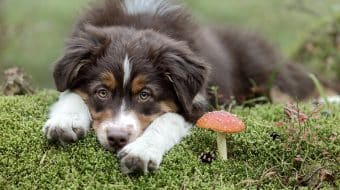 Le champignon…pas si inoffensif que ça!